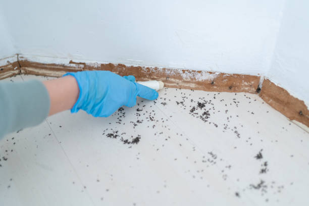 Best Pest Removal Services  in Monticello, KY